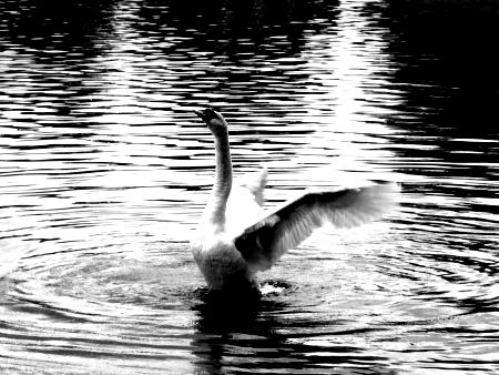 EL CANTO DEL CISNE